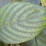 Eranthemum pulchellum Leaf