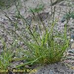 Eragrostis pectinacea Habitus