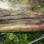 Symplococarpon purpusii Corteza