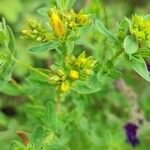 Hypericum tetrapterum फूल