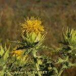 Carthamus arborescens Otro