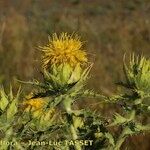 Carthamus arborescens Altul/Alta