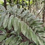 Zamia fairchildiana 叶