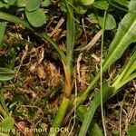 Carex vaginata Bark