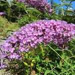 Buddleja davidiiКветка