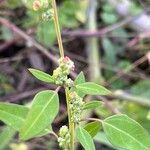 Atriplex patulaFfrwyth