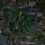 Cunonia capensis Otro