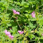 Geranium endressii Habitatea