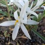 Leucocrinum montanum Flower