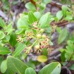 Embelia angustifolia Fruit