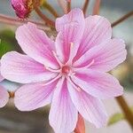 Lewisia longipetala ᱵᱟᱦᱟ