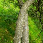 Amorpha fruticosa Bark