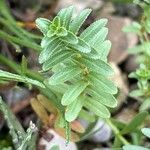 Hypericum orientale Leaf