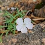 Dianthus gyspergerae Floare