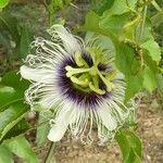 Passiflora edulis Flor