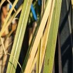 Cortaderia selloana Leaf