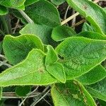 Ruellia prostrata Liść