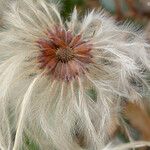 Clematis lasiantha Fruto