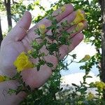 Aureolaria pectinata आदत