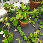 Begonia molleri Elinympäristö