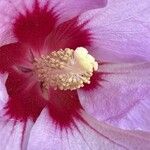 Hibiscus mutabilis Flower