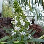 Echium decaisnei Flower