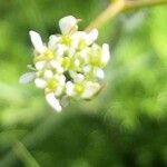 Scandix pecten-veneris Kwiat