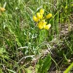 Thermopsis rhombifolia Flor