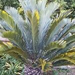 Encephalartos lehmannii ഇല