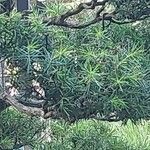 Juniperus rigida ഇല