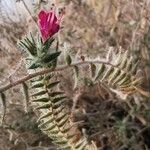 Echium angustifolium ᱮᱴᱟᱜ