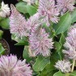 Ptilotus extenuatus Flor
