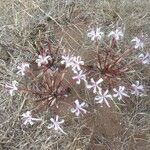 Ammocharis tinneana Συνήθη χαρακτηριστικά