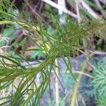 Hebenstretia angolensis Leaf