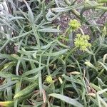 Crithmum maritimum 葉