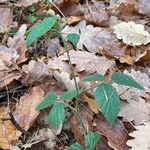 Rubus nigricans Blatt