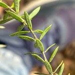 Westringia eremicola Leaf
