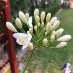 Agapanthus umbellatusFlors