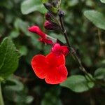 Salvia microphyllaBlüte