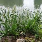 Rumex hydrolapathum Habit