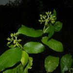 Psychotria horizontalis Blüte