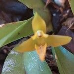 Maxillaria grandiflora Flor