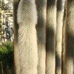 Cleistocactus strausii Frunză