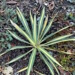 Yucca flaccida Leaf