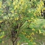 Laburnum anagyroidesFlower