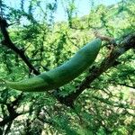 Vachellia caven Φρούτο