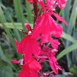 Lobelia cardinalis 花