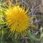 Carthamus arborescens Flor