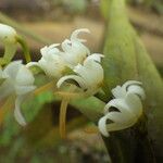 Cyrtorchis ringens Flower