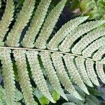 Dryopteris atrata Інше